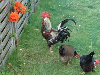 Mottled duckwing Leghorn